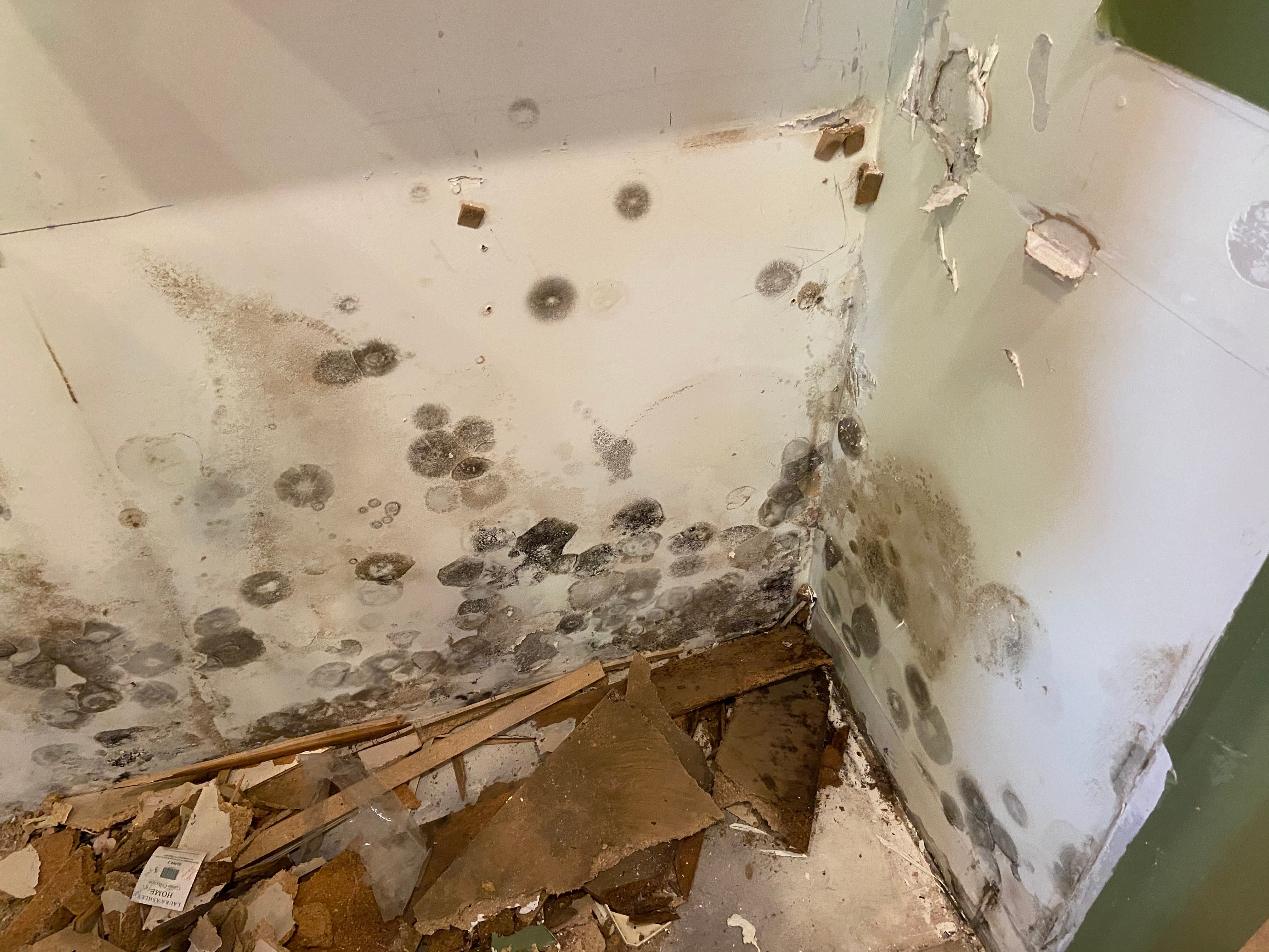 &lt;strong&gt;Mold Remediation&lt;/strong&gt;